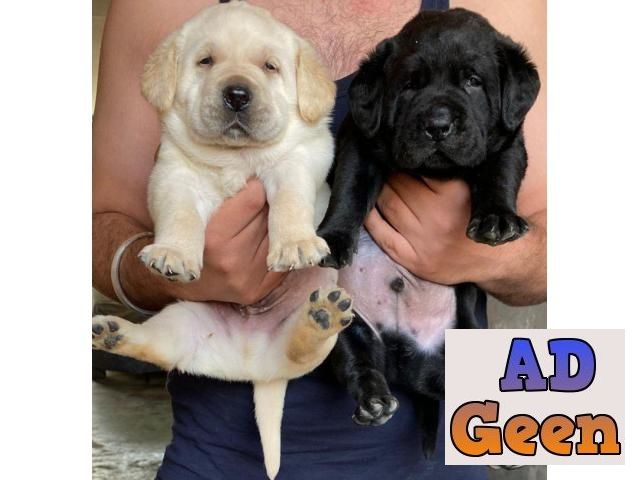 used 7597972222 Buy and Sell Dogs and Puppies Online in Jaipur for sale 
